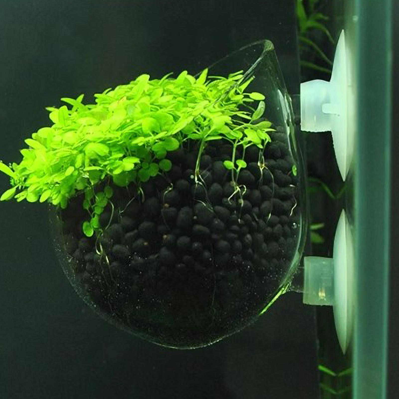 Marine Aquarium Live - 水槽用植物ホルダー ガラス製水草ポット 吸盤付き 生きた植物 魚タンクホルダー 水草プランター