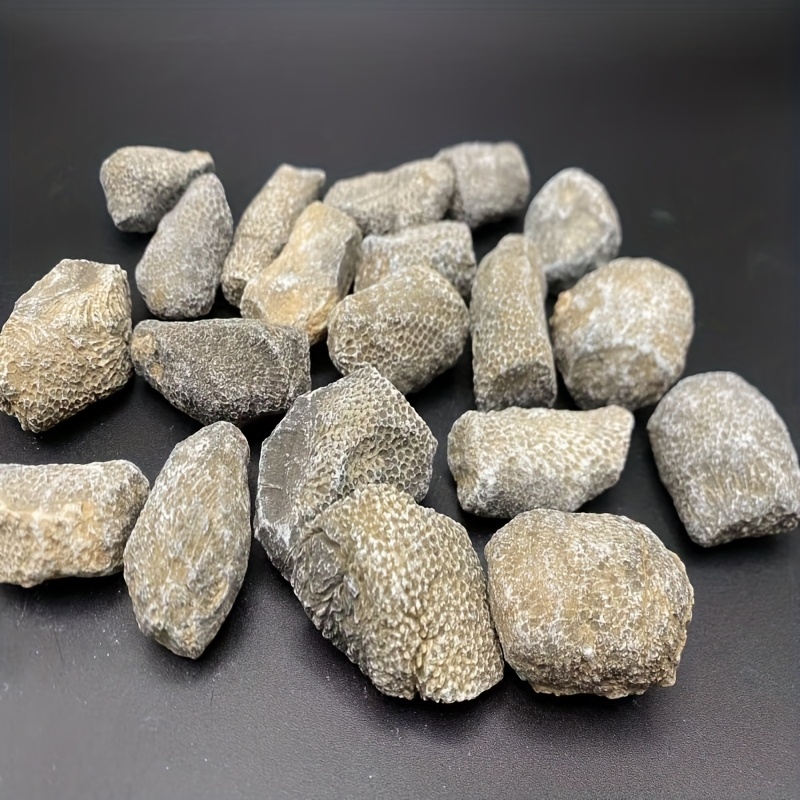 Aquarium Marine Rock - 1個の天然珊瑚岩、水槽や水族館に適しています、天然のランダムな形、古代の海洋石、水族館の装飾、テラリウム