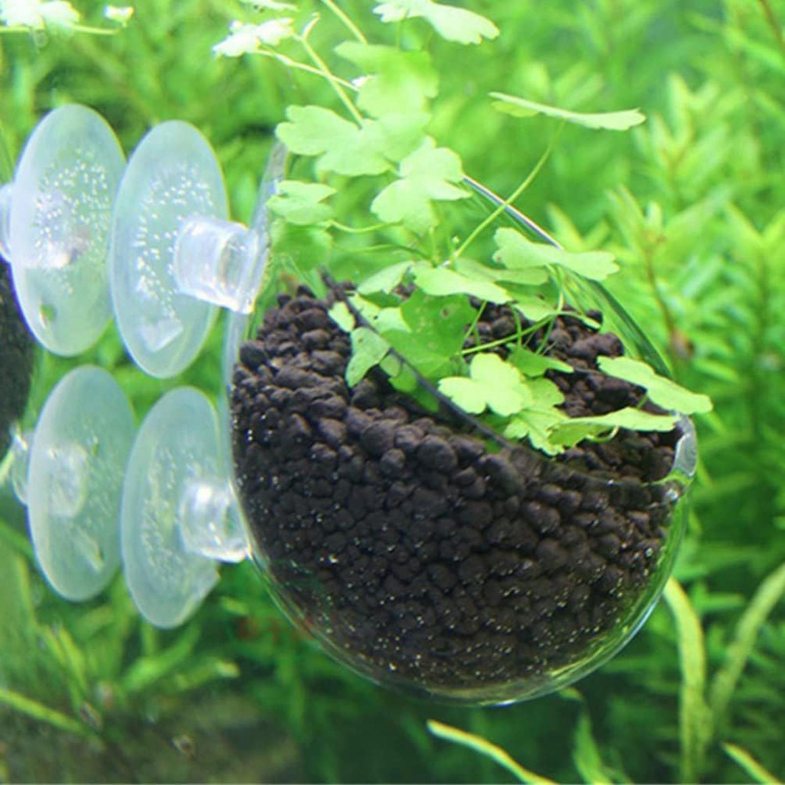 水槽用植物ホルダー ガラス製水草ポット 吸盤付き 生きた植物 - Marine Aquarium Live のレビューと価格
