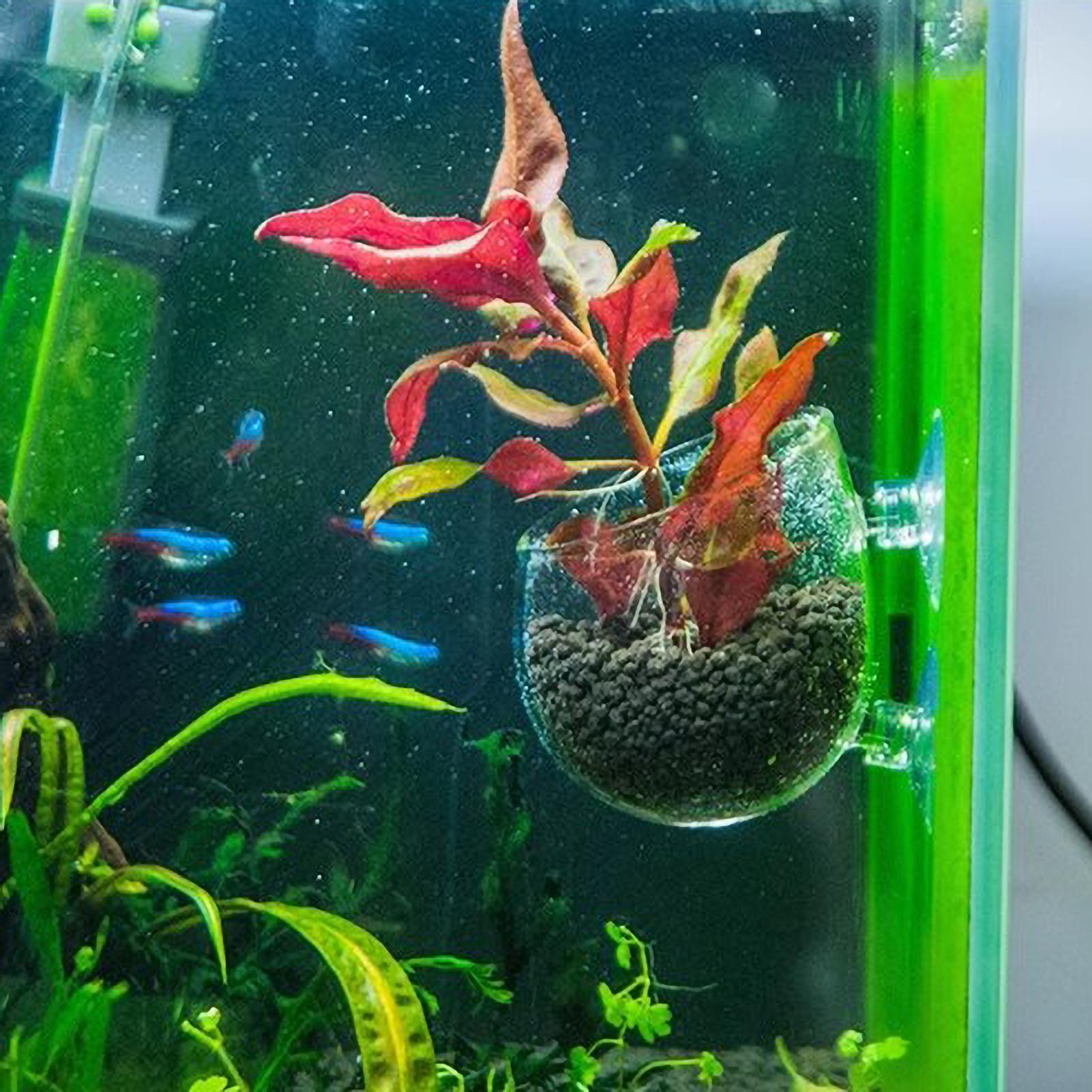 水槽用植物ホルダー ガラス製水草ポット 吸盤付き 生きた植物 - Marine Aquarium Live のレビューと価格