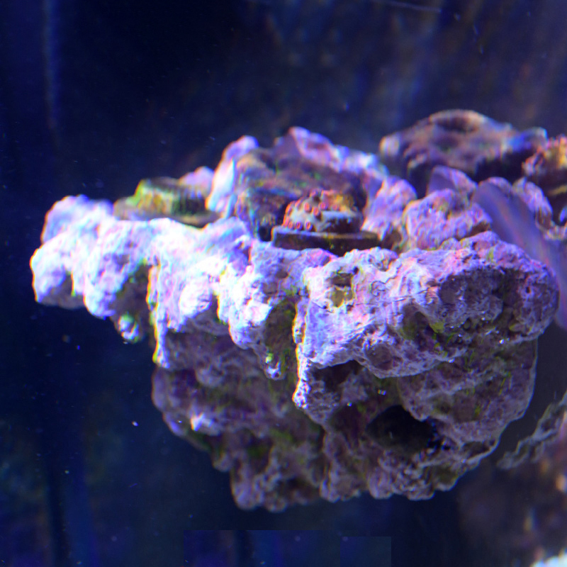 Vastocean水族館マグネティックコーラルフラッグロック - Aquarium Marine Rock のレビューと価格