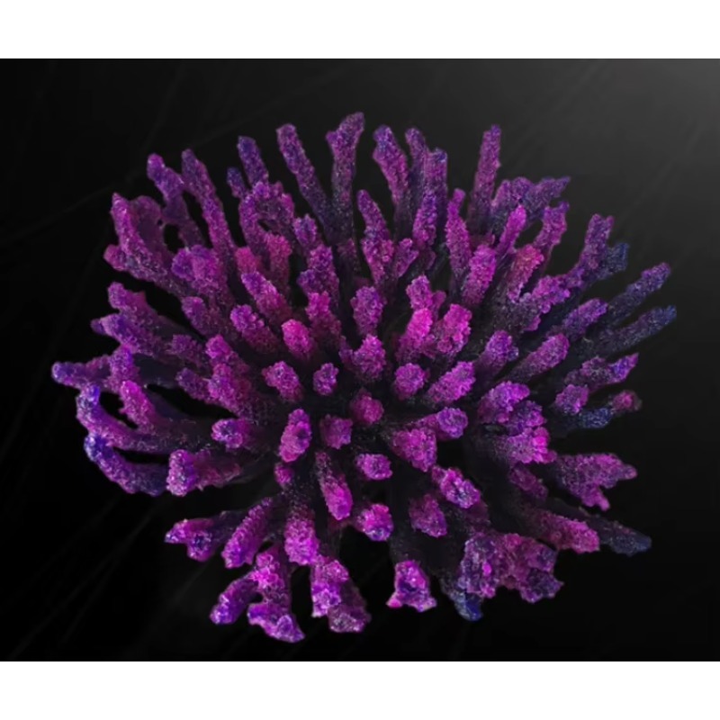 人工樹脂製サンゴ礁水槽装飾、カスタマイズ可能な海洋アクアスケ - Aquarium Marine Rock のレビューと価格