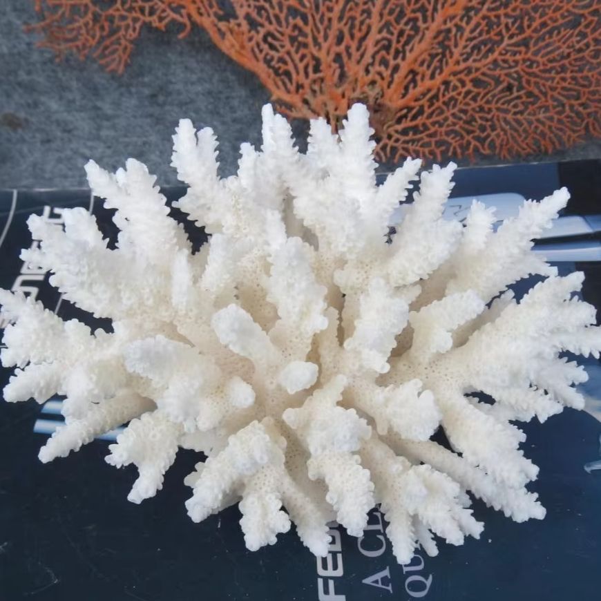 1個入り天然白珊瑚クラスター海洋の貝殻飾り、水槽装飾、ビーチ - Aquarium And Marine のレビューと価格
