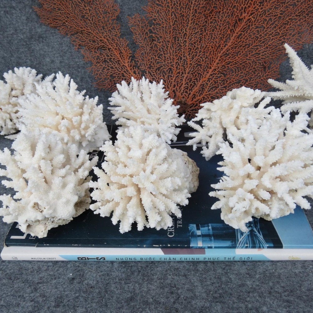 1個入り天然白珊瑚クラスター海洋の貝殻飾り、水槽装飾、ビーチ - Aquarium And Marine のレビューと価格