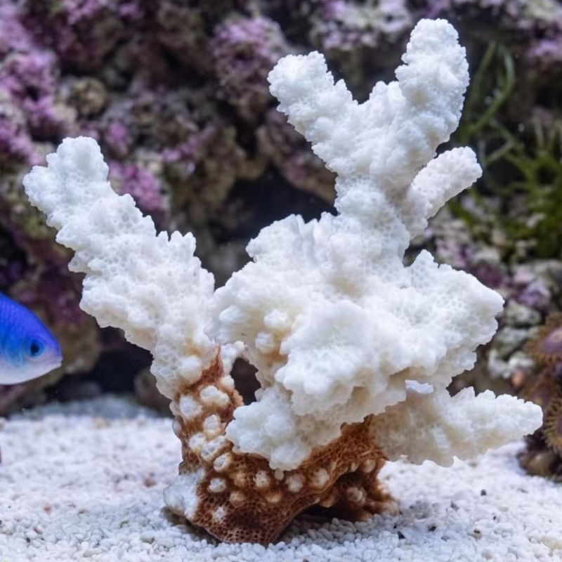1個入り天然白珊瑚クラスター海洋の貝殻飾り、水槽装飾、ビーチ - Aquarium And Marine のレビューと価格