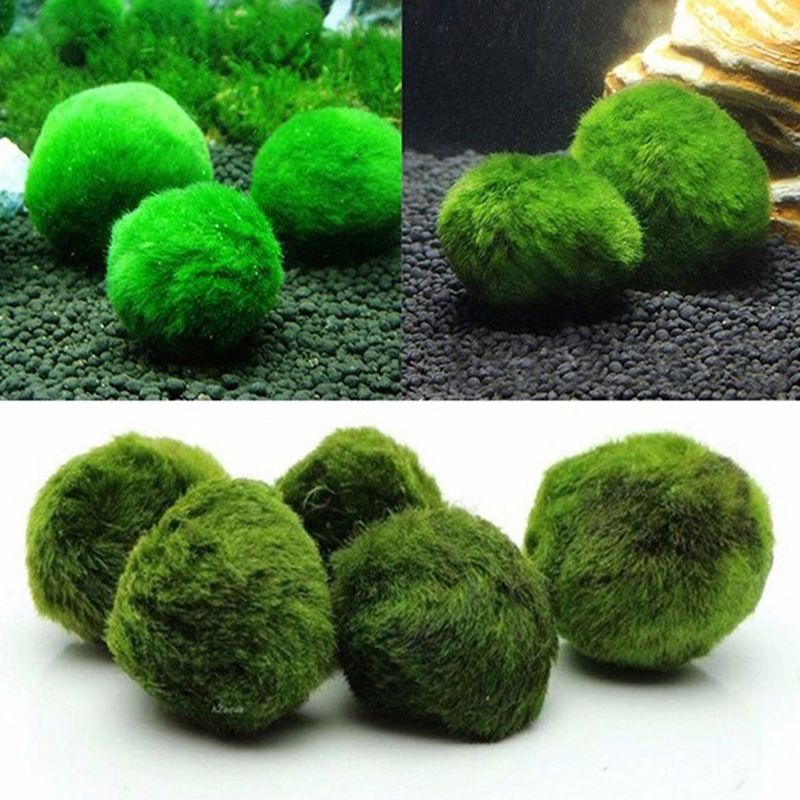 マリモモスボール 生きた水槽植物 藻類 魚 エビ 水槽飾り  - Marine Aquarium Live のレビューと価格
