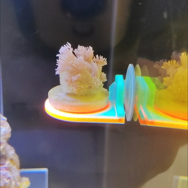 色ランダムサンゴフラグホルダーブラケット栽培ライブ SPS  - Marine Aquarium Live のレビューと価格