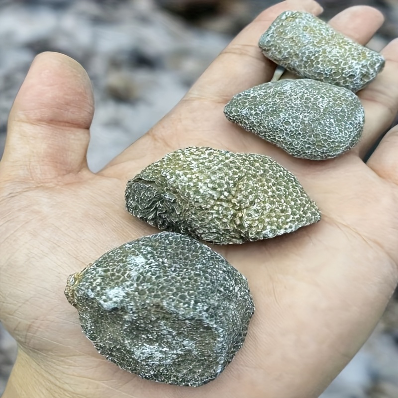 1個の天然珊瑚岩、水槽や水族館に適しています、天然のランダム - Aquarium Marine Rock のレビューと価格