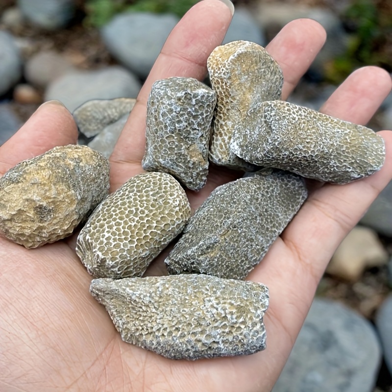 1個の天然珊瑚岩、水槽や水族館に適しています、天然のランダム - Aquarium Marine Rock のレビューと価格
